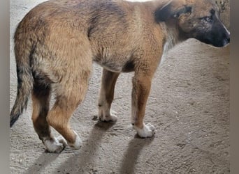 Liebste Lisa - die pure Lebensfreude auf 4 Pfoten