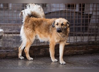 Ben ❤️ schmusiger, schüchterner Hundebub