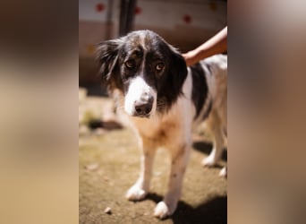 ♥Milla♥ liebe, ruhige Hündin auch kinder- und katzenfreundlich