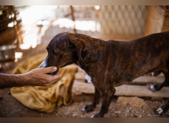 Lieber Baileys ❤️ hübscher, sensibler Bub!