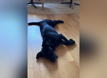 Ebony ❤️ wartet in 51469 Bergisch Gladbach auf dich