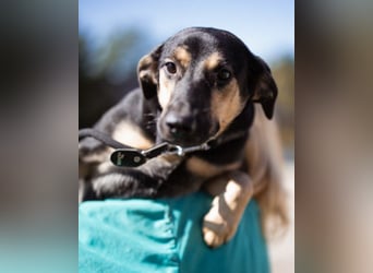 Terrier-Mix LISA❤️sanft, freundlich, lieb und sehr menschenbezogen
