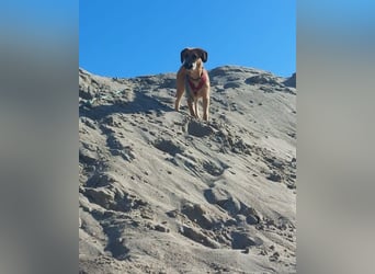 Toller Rüde ♥ Taro ♥ wartet bereits in 24885 Sieverstedt