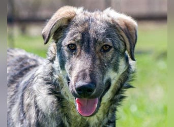 Mili-HSH-Rüde: braucht Liebe & Vertrauen