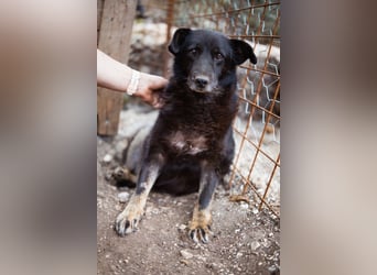 Liebevolle Hunde-Omi Gara ❤️ so sanft, freundlich und ruhig!