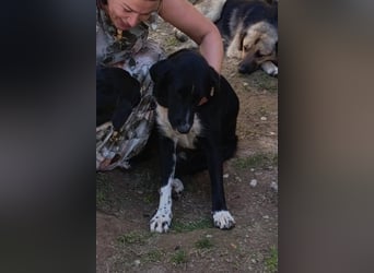 Liebster ♥ Yuri ♥ ein liebenswerter sozialer toller Rüde und Fellkumpel