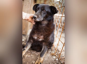 Liebevolle Hunde-Omi Gara ❤️ so sanft, freundlich und ruhig!