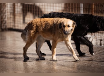 Ben ❤️ schmusiger, schüchterner Hundebub