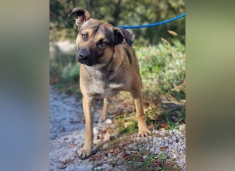 Good-Boy LINO❤️zutraulich, sozial & aufgeschlossen