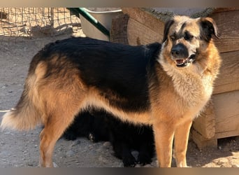 KORA❤️sanfte Seele sucht sehnsüchtig ein liebevolles Zuhause & Geborgenheit