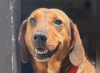 Reina in 01640 Coswig