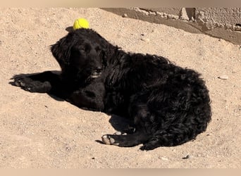 Mila ❤️ so süßes + lebensfrohes Hundemädchen!