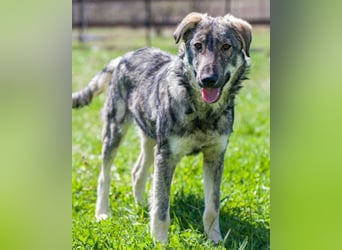 Mili-HSH-Rüde: braucht Liebe & Vertrauen