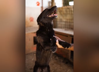 SHADOW❤️freundlicher, sanfter, treuer Familienhund