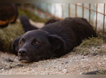 Black-Beau ♥ Sasha ♥ noch schüchtern - verständlich - aber herzlich
