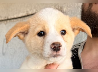 Welpin ♥Tina♥ hofft nun auf Liebe & Treue