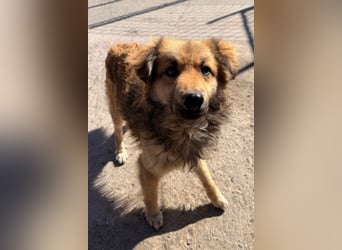 Ben ❤️ schmusiger, schüchterner Hundebub