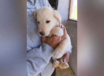 Klein ♥Luan♥ fröhlicher, neugieriger Welpenbub