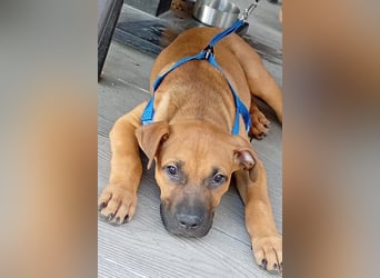 Welpenbub ♥Mika♥ katzenfreundlicher rundum toller Schatz