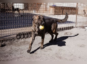 Ludwig ❤️ unser lieber, verschmuster Jungrüde!