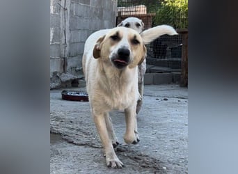 Liebe Nala möchte bei dir einziehen