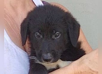 Junger Cosmo - charmanter Schäfi-Mix-Bub