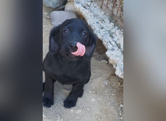 Knutschkugel GRACIE❤️zauberhaftes Fellschnute sucht ihr Zuhause fürs Leben