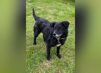 BIMAL❤️lieber, ruhiger Familienhund und katzenverträglich