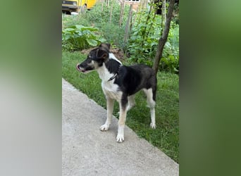 ♥Šmizla♥ Kinder- und Katzenlieben Hündin