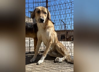 Klausi ❤️ sanft, sensibel + sucht Halt & Liebe