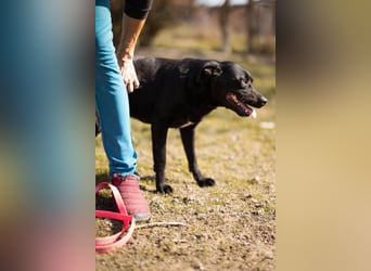 Coolio - wunderbar fröhlicher aktiver Bub