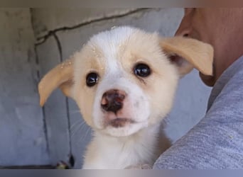 Welpin ♥Tina♥ hofft nun darauf ihre lieben & treuen Menschen zu finden