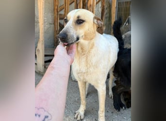 Liebe Nala möchte bei dir einziehen