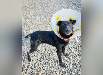 Hana - wundervolle, liebe Zuckerschnute mit einem kleinen Tick