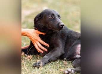 CHUNA❤️freundliche, neugierige & absolut liebenswerte Schmusepfote