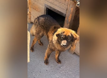 Bub ♥ Bertie ♥ ein lieber, fröhlicher, innen und außen schöner Jungrüde