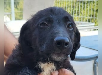 Herziges Welpenmädl Ava ❤️ so lieb, neugierig & verspielt!