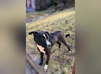 Rim ❤️ so süß, verschmust + freundlich!