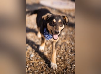 Norio ❤️ kuschliger, verspielter junger Hundebub