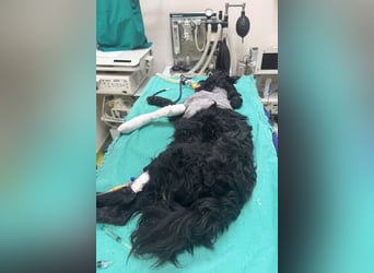 Nox ❤️ liebevoller Kämpfer auf 3-Beinen