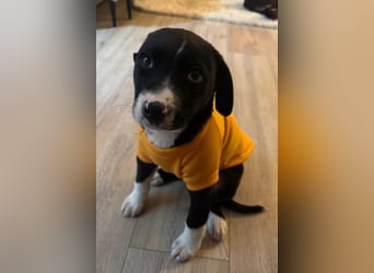 Welpe LENNI❤️kleiner Entdecker sucht sein großes Glück!