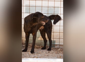 Black-Beau ♥ Sasha ♥ noch schüchtern - verständlich - aber herzlich