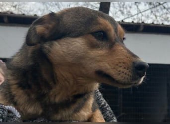 freundliche, liebevolle Mix-Hundedame Lizzy
