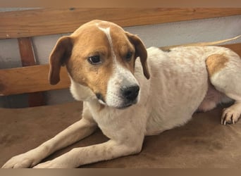 Sony ❤️ Familienhund mit großem Herzen