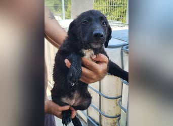 Herziges Welpenmädl Ava ❤️ so lieb, neugierig & verspielt!