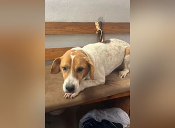 Sony ❤️ Familienhund mit großem Herzen