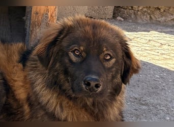 Bub ♥ Bertie ♥ ein lieber, fröhlicher, innen und außen schöner Jungrüde