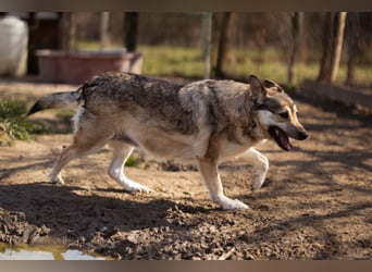 Schöne ♥Sibilla♥ sanft und freundlich