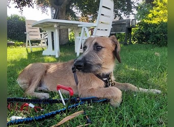 Toller Rüde ♥ Taro ♥ wartet bereits in 24885 Sieverstedt