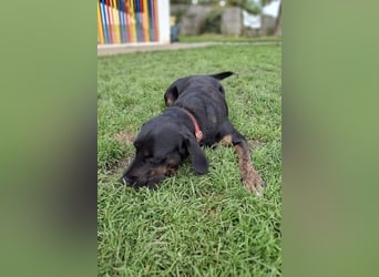 Leo ❤️ wartet in 84524 Neuötting auf dich